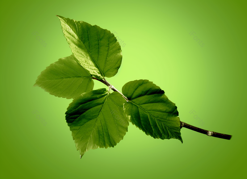 绿色新鲜树叶色彩太阳物体绿色多叶阳光医学植物学实拍,高清,摄影图,摄影图片,图片大全,摄影图免费下载